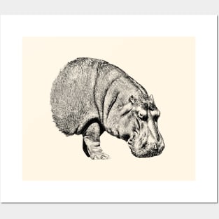 Hippopotamus Posters and Art